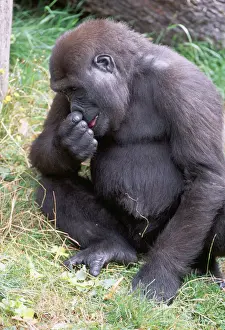 Captivity Prints: Lowland Gorilla JD 13962 Gorilla g