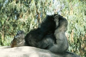 Lowland Gorilla - Lying on back with hands & feet in the air