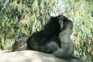 Anthropomorphic Prints: Lowland Gorilla Lying on back with hands & feet in the air