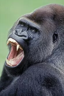 Images Dated 4th November 2008: Lowland Gorilla - Male with mouth open