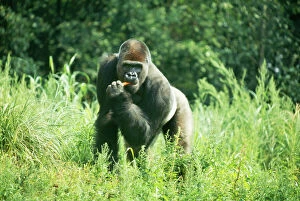 Lowland Gorilla - male silverback, eating