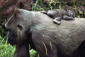 Lowland Gorilla - newborn female on mothers back