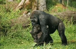 Images Dated 6th October 2009: LOWLAND GORILLA - Parent and young walking