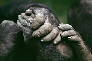 Lowland Gorilla - showing hands