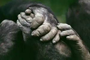 Hand Prints: Lowland Gorilla - showing hands