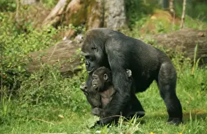 Lowland Gorilla WAT 5438 Parent & young Gorilla gorilla © M. Watson / ARDEA LONDON