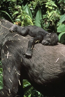 Lowland GORILLA - young on back