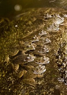 Lowland Leopard Frogs - lined up in stream to catch prey
