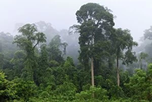Lowland rainforest at dawn with fog