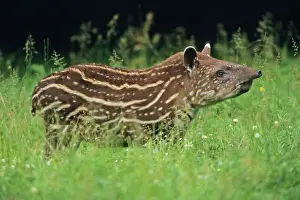 Captivity Prints: Lowland Tapir - calf standing alert, Dortmund, Germany