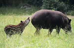 Lowland TAPIR - mother with calf