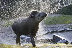 Lowland Tapir / South American Tapir - In water spray