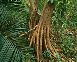 Images Dated 27th July 2004: Lowland Tropical Rainforest Green Island, Great Barrier Reef National Park, Queensland, Australia