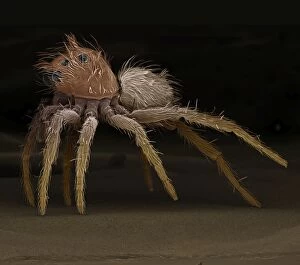 LRDS-102 Jumping Spider