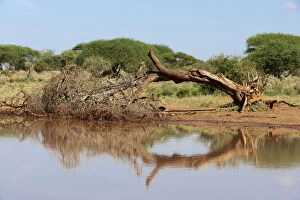 Lualenyi Game Reserve, Kenya