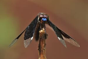Lucia widow dragonfly