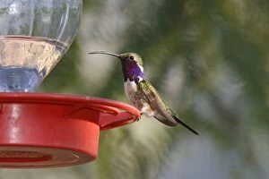 Images Dated 30th June 2007: Lucifer Hummingbird - at feeder in Sierra Vista, Arizona