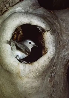 Warblers Prints: Lucy's Warbler - at nest