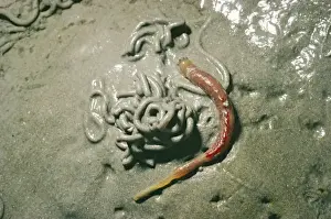 Lug Worm & cast, Wader food, Morecombe Bay, UK