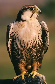 Lugger / Lagger Falcon