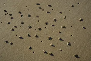 Worm Prints: Lugworm-cast and holes on sandy beach, Northumberland UK