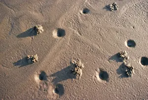 Lugworms Prints: Lugworm - casts