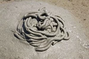 Images Dated 20th July 2008: Lugworm - casts on a beach. Cornwall, UK