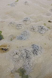 Lugworm casts on sandy beach