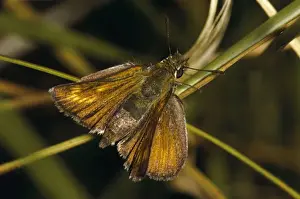 Skipper Prints: Lulworth Skipper