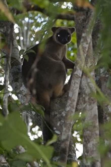 Images Dated 3rd July 2011: Lumholtz's Tree Kangaroo