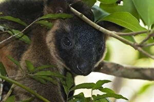 Images Dated 3rd July 2011: Lumholtz's Tree Kangaroo - young looking