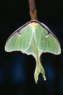Mexico Prints: Luna Moth