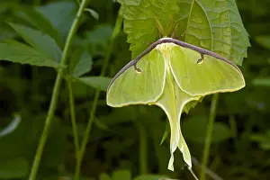 Luna Moth - Newly emerged adult - Family Saturnidae - one of the most beautiful insects in the world - Found in Eastern US and Souteastern Canada - New York - USA
