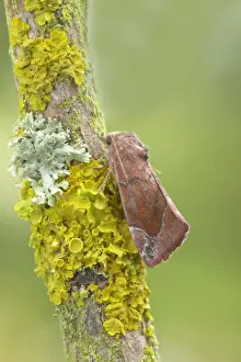 Mossy Prints: Lunar Spotted Pinion Moth - Essex, UK IN000679
