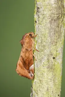 Twigs Prints: Lunar-spotted Pinion Moth - Essex, UK IN000899