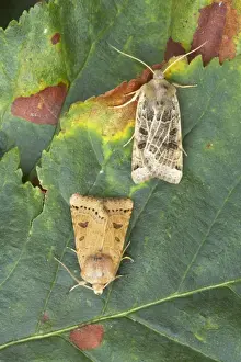 Underwing Prints: Lunar Underwing Omphaloscelis lunosa Essex, UK IN000538