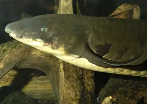 Lungfish- Australia, Murray River and its tributaries. Very ancient air breathing fish. Endangered species