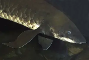 Lungfish- Australia, Murray River and its tributaries. Very ancient air breathing fish. Endangered species