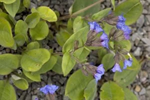 Images Dated 12th April 2006: A lungwort, (Pulmonaria angustifolia) native in Europe (not UK)
