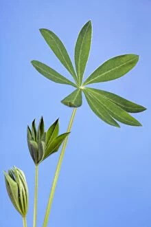 Lupin - three development stages of leaves