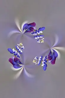 Lupine flower, Napa Valley, California Date: 31-05-2005