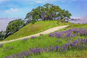 Lupine flowers, Bald Hills Road, California Date: 03-06-2009