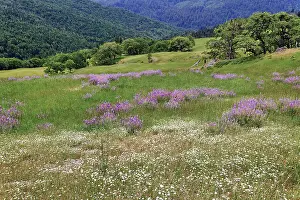 Bald Prints: Lupine flowers on hillside, Dolason Prairie, California Date: 25-12-2006