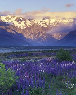 Lupine and the Main Divide, Arthur's Pass