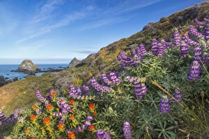 Lupine and paintbrush wildflowers cover