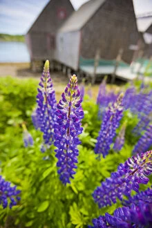 Front Gallery: Lupines bloom in front of a historic fish