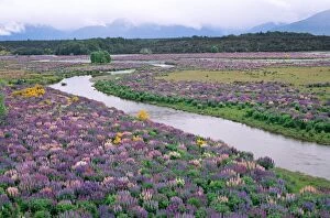 Lupines brooms - river