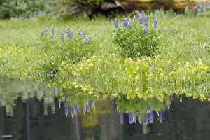 Lupins Prints: Lupins - at water's edge. Khuzemateen Grizzly Bear Sanctuary - British Colombia - Canada