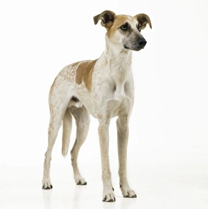 Images Dated 28th November 2007: Lurcher Dog