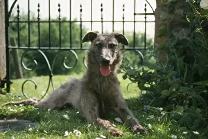 Lurcher Dog - Lying down in garden